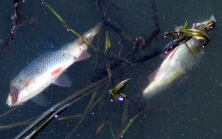 Tote Fische in sauerstoffarmem Gewässer