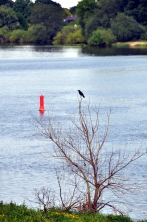 Eine Krähe auf einem kahlen Ast am Elb-Ufer bei Altengamme.