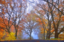 Herbstbäume am Kirchwerder Marschbahndamm