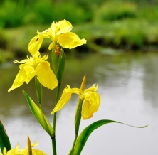 Wasserschwertlilie (Iris pseudacorus) (CC-BY C.Schomann)